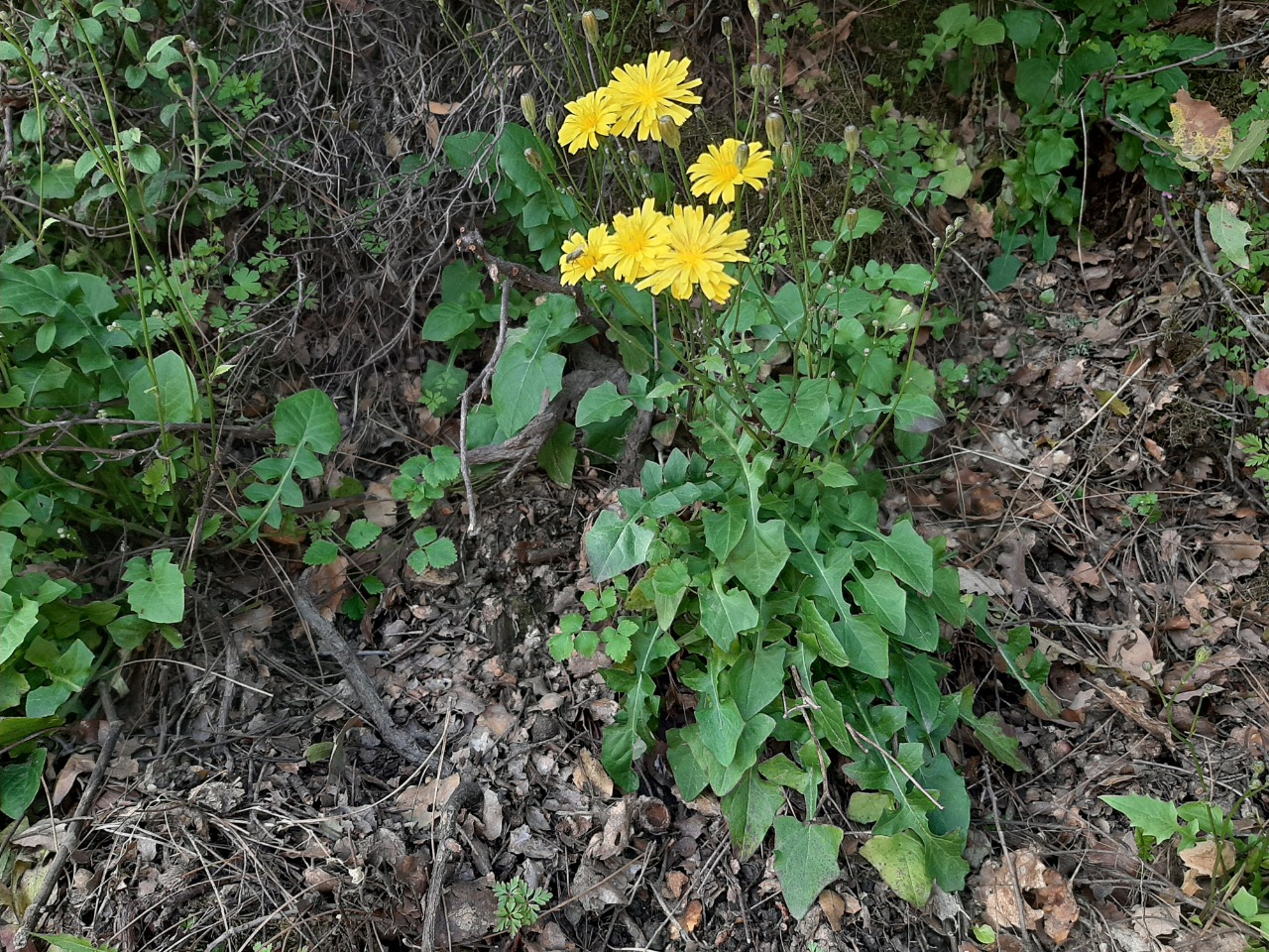 Crepis foetida