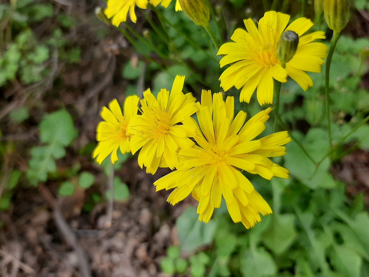 Crepis foetida