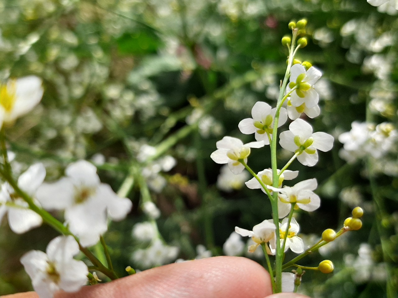 Crambe orientalis