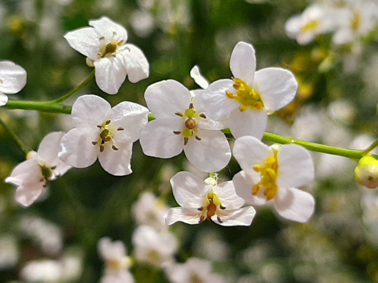 Crambe orientalis