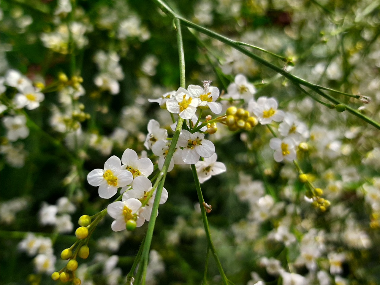 Crambe orientalis