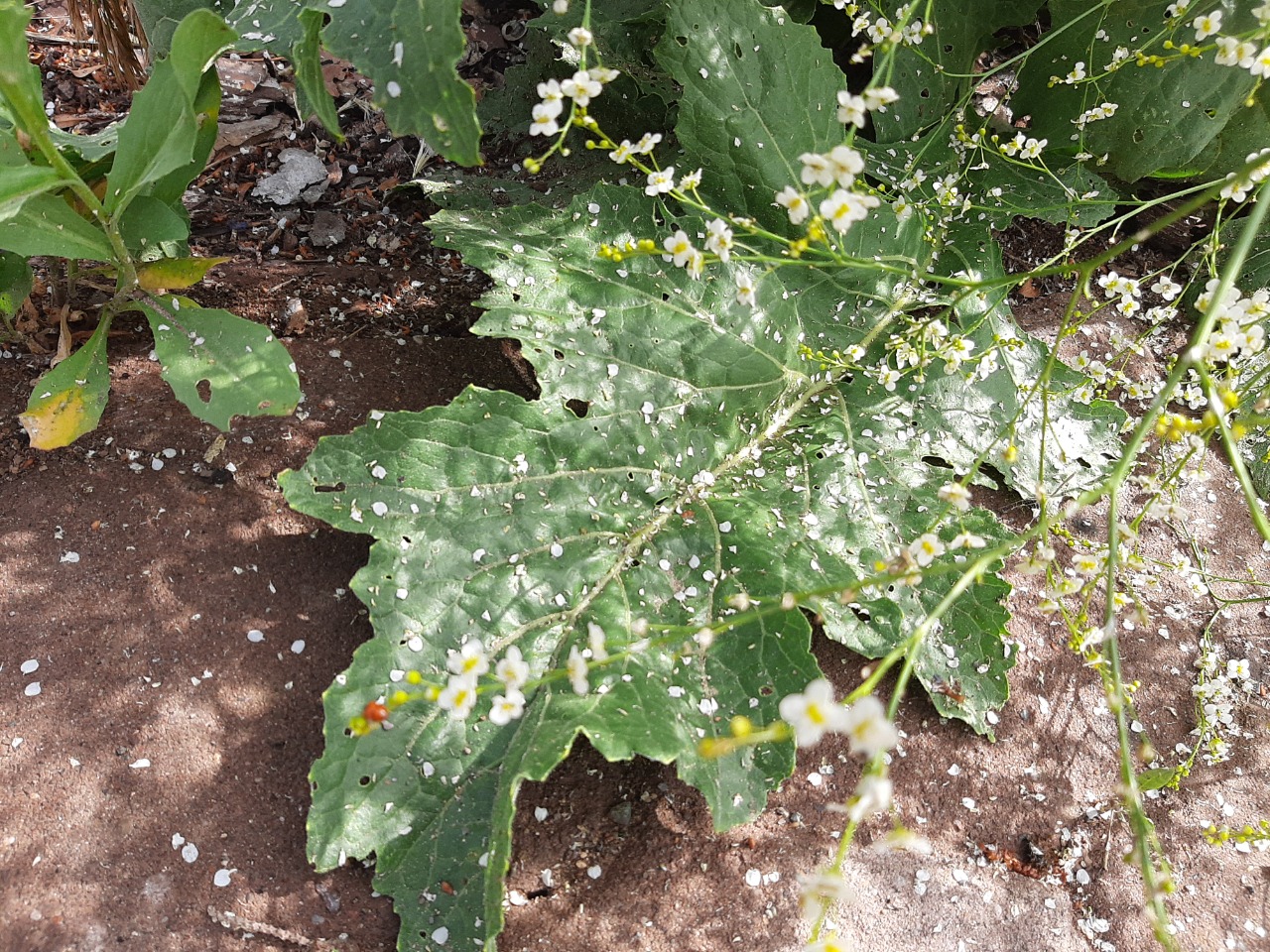 Crambe orientalis