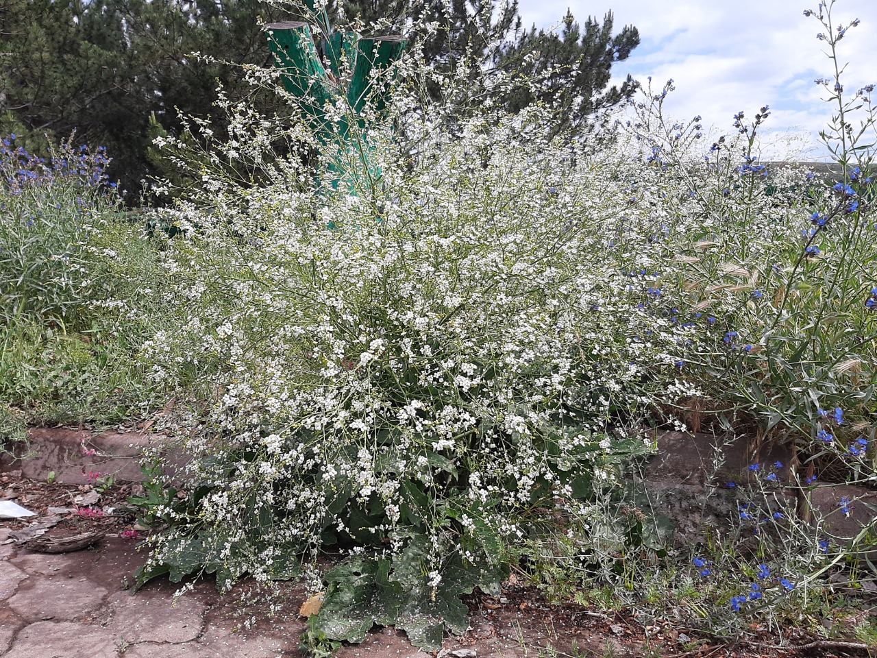 Crambe orientalis