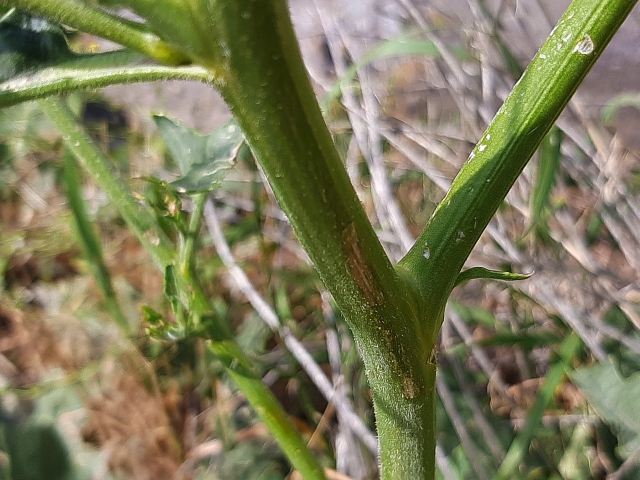 Crambe orientalis