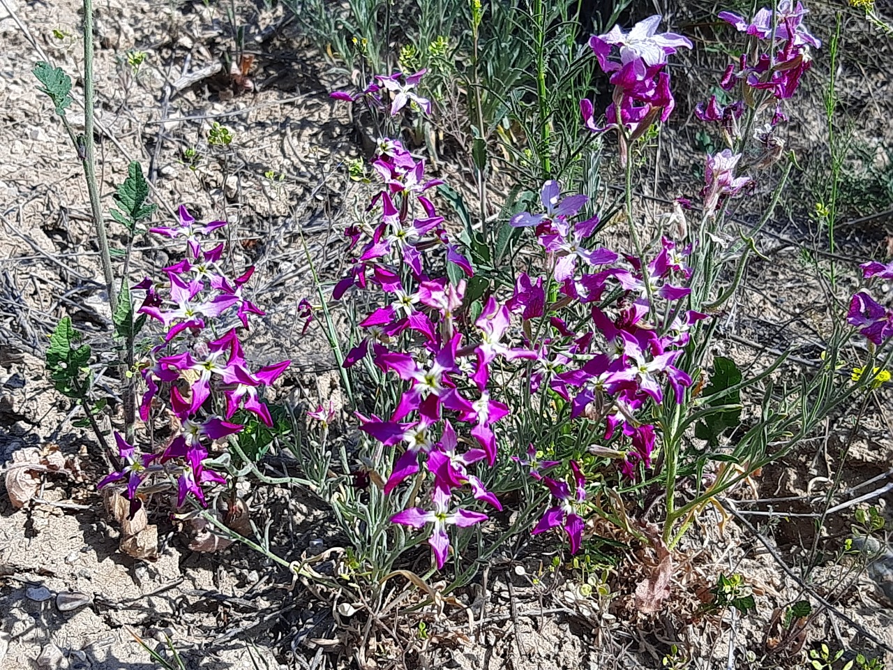 Matthiola longipetala