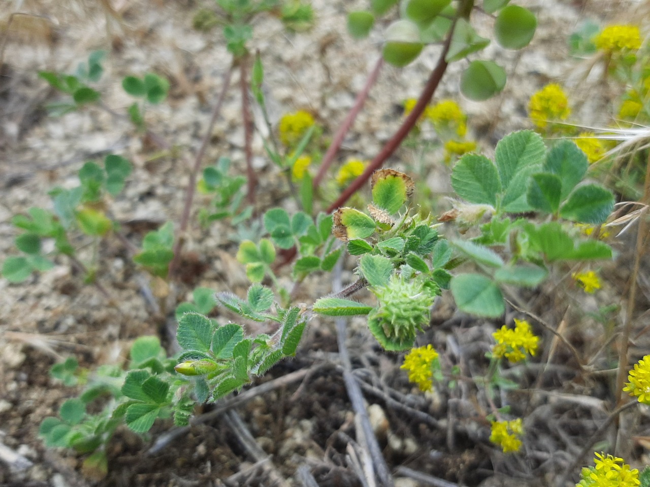 Medicago polymorpha