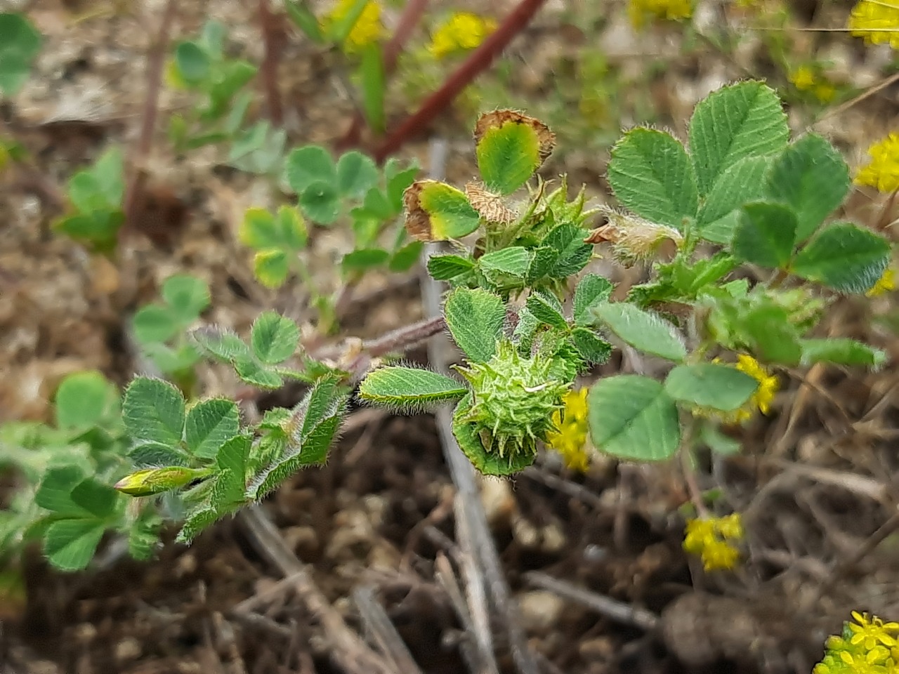 Medicago polymorpha