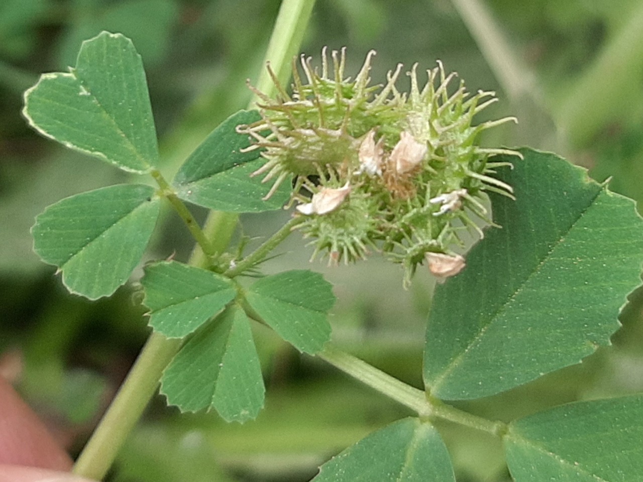 Medicago polymorpha