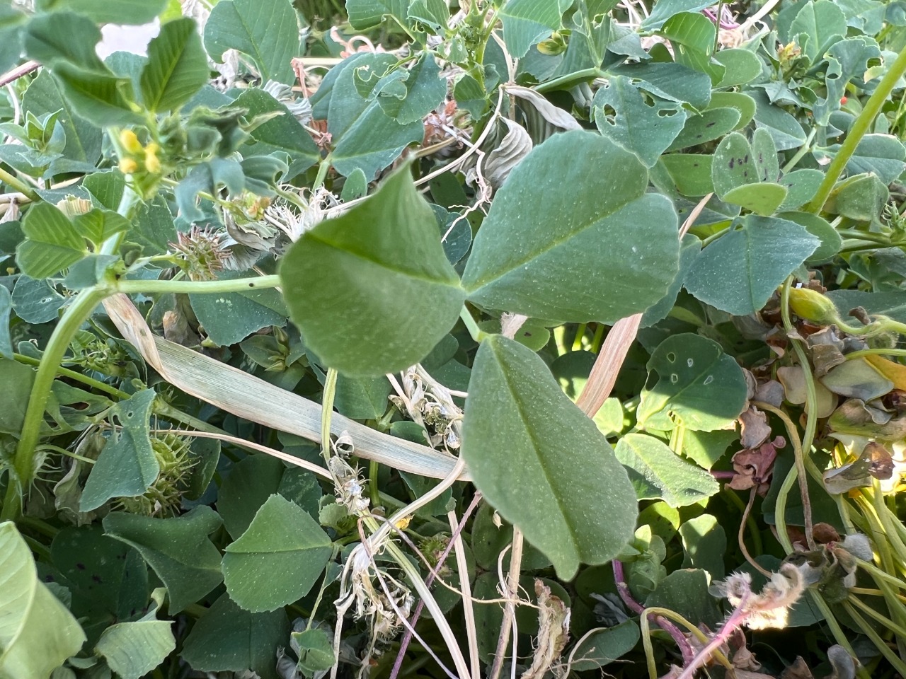 Medicago polymorpha
