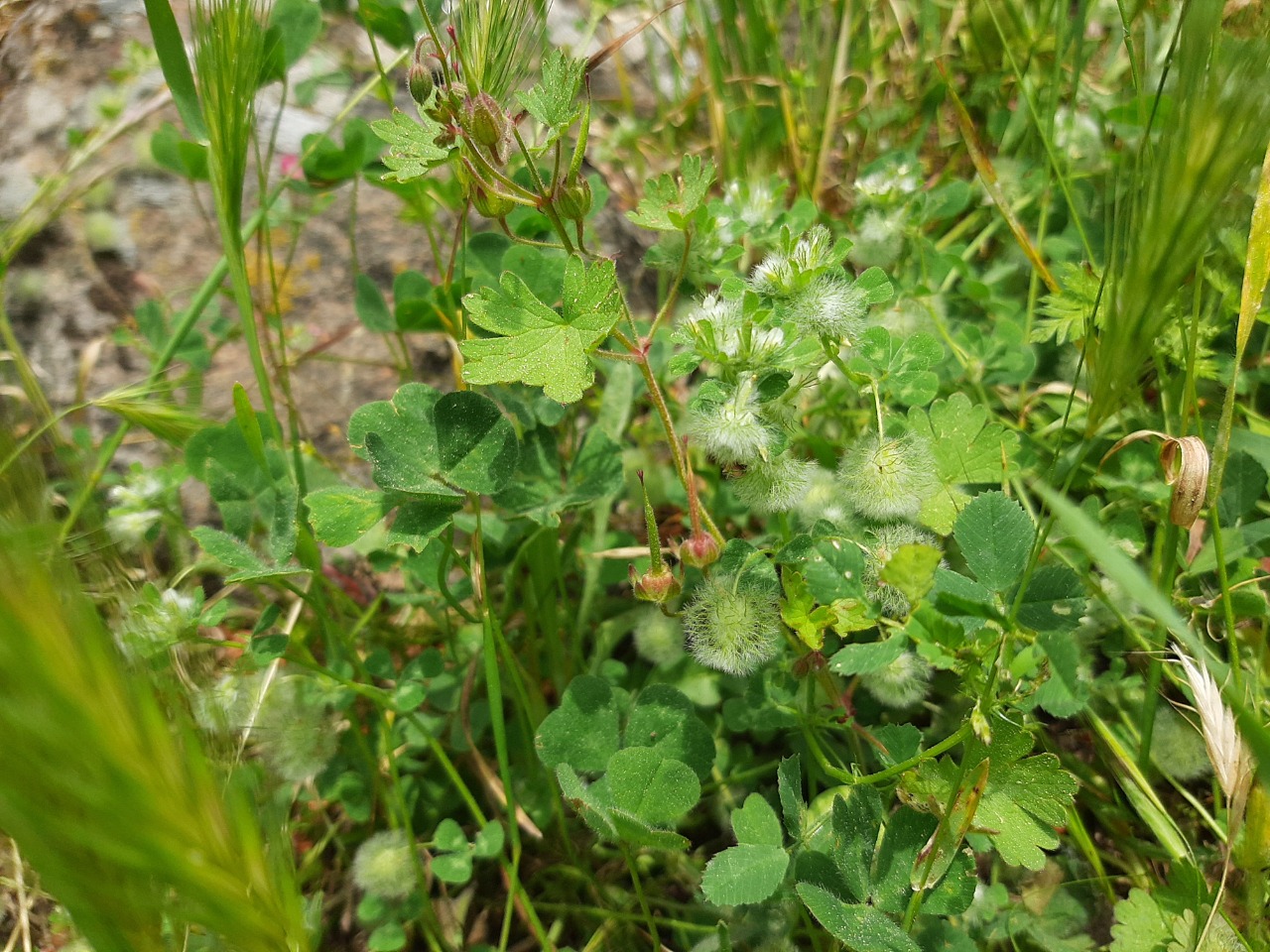 Trifolium pilulare