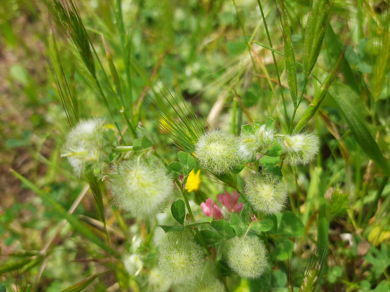 Trifolium pilulare