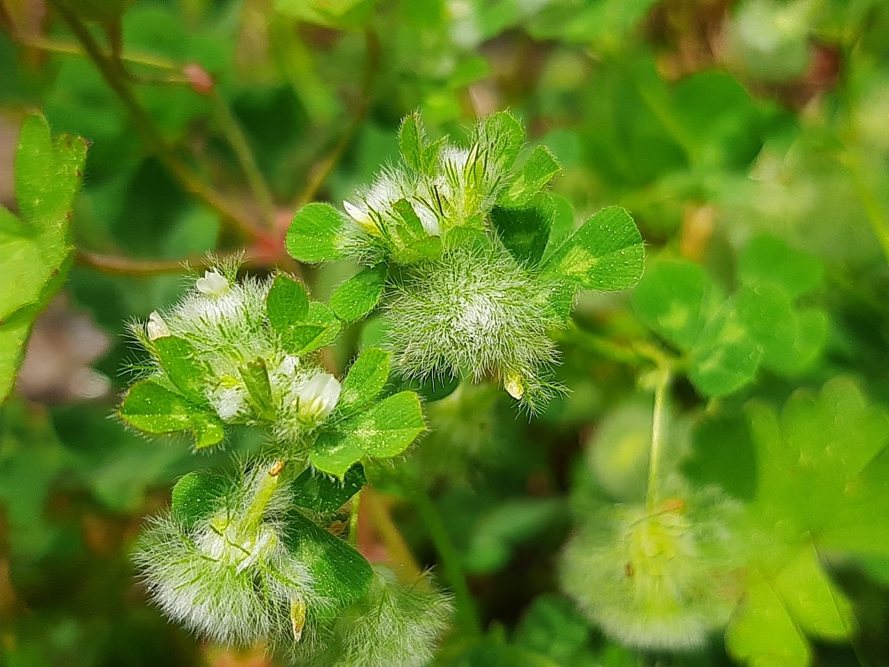 Trifolium pilulare