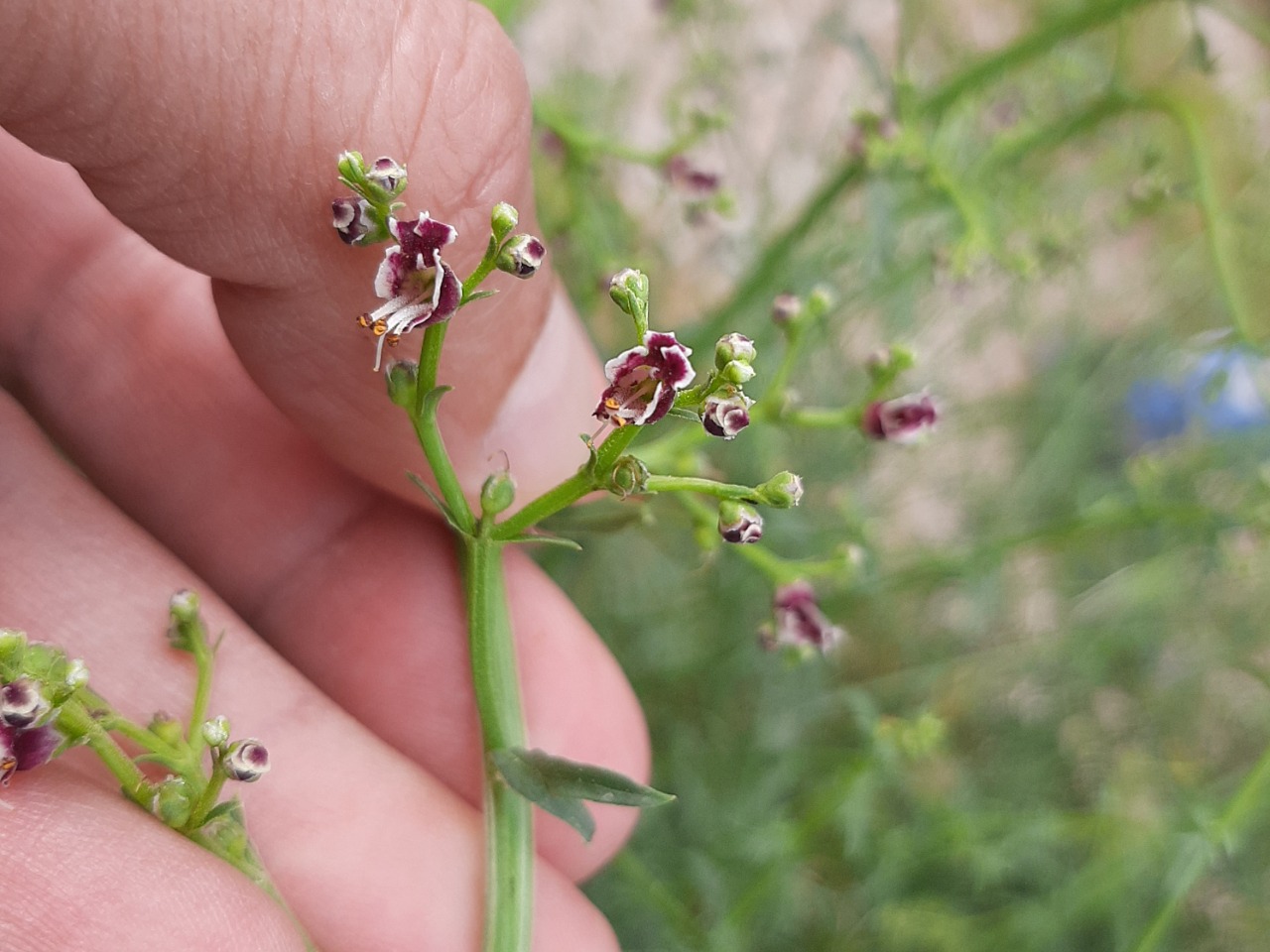 Scrophularia canina