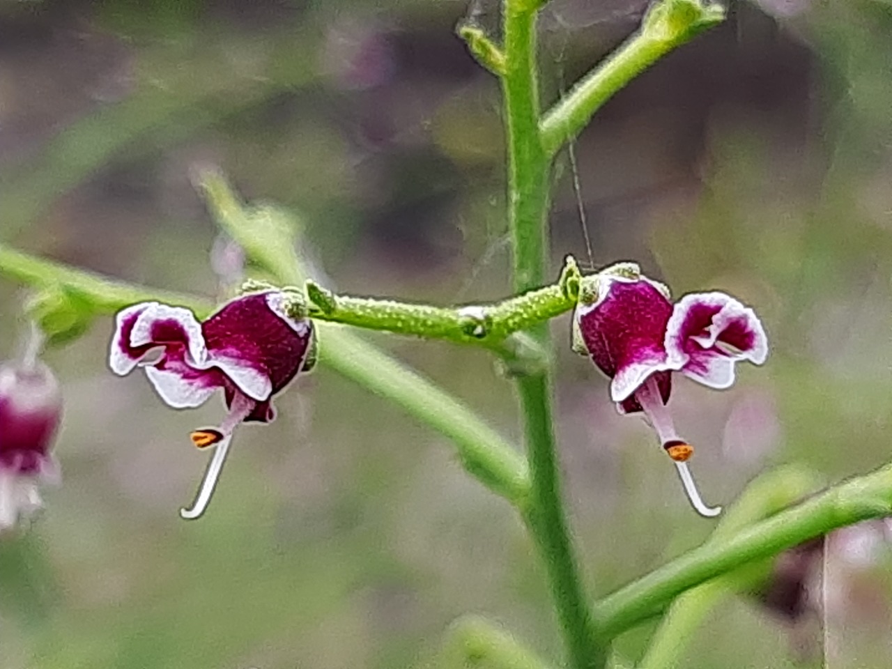 Scrophularia canina