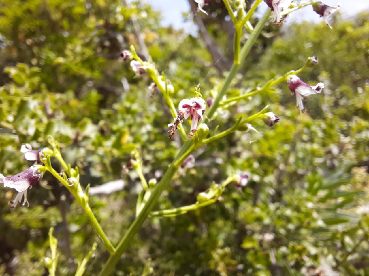 Scrophularia canina