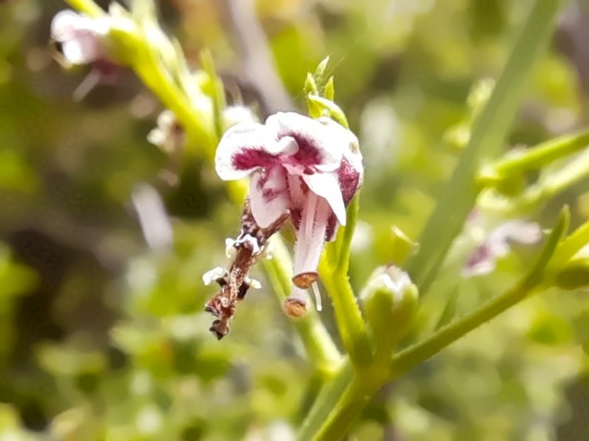 Scrophularia canina