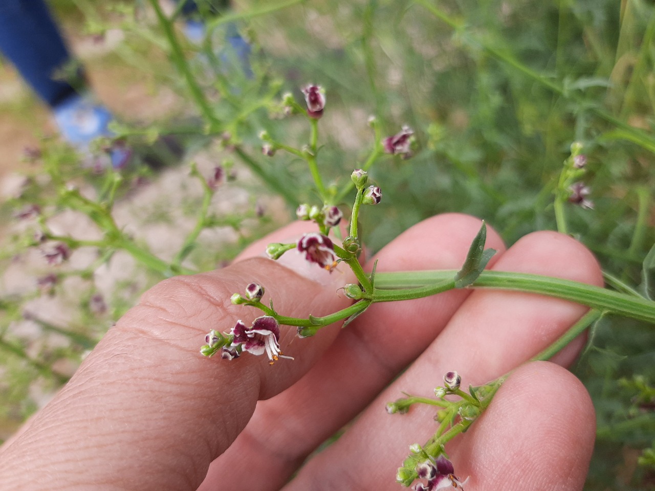 Scrophularia canina