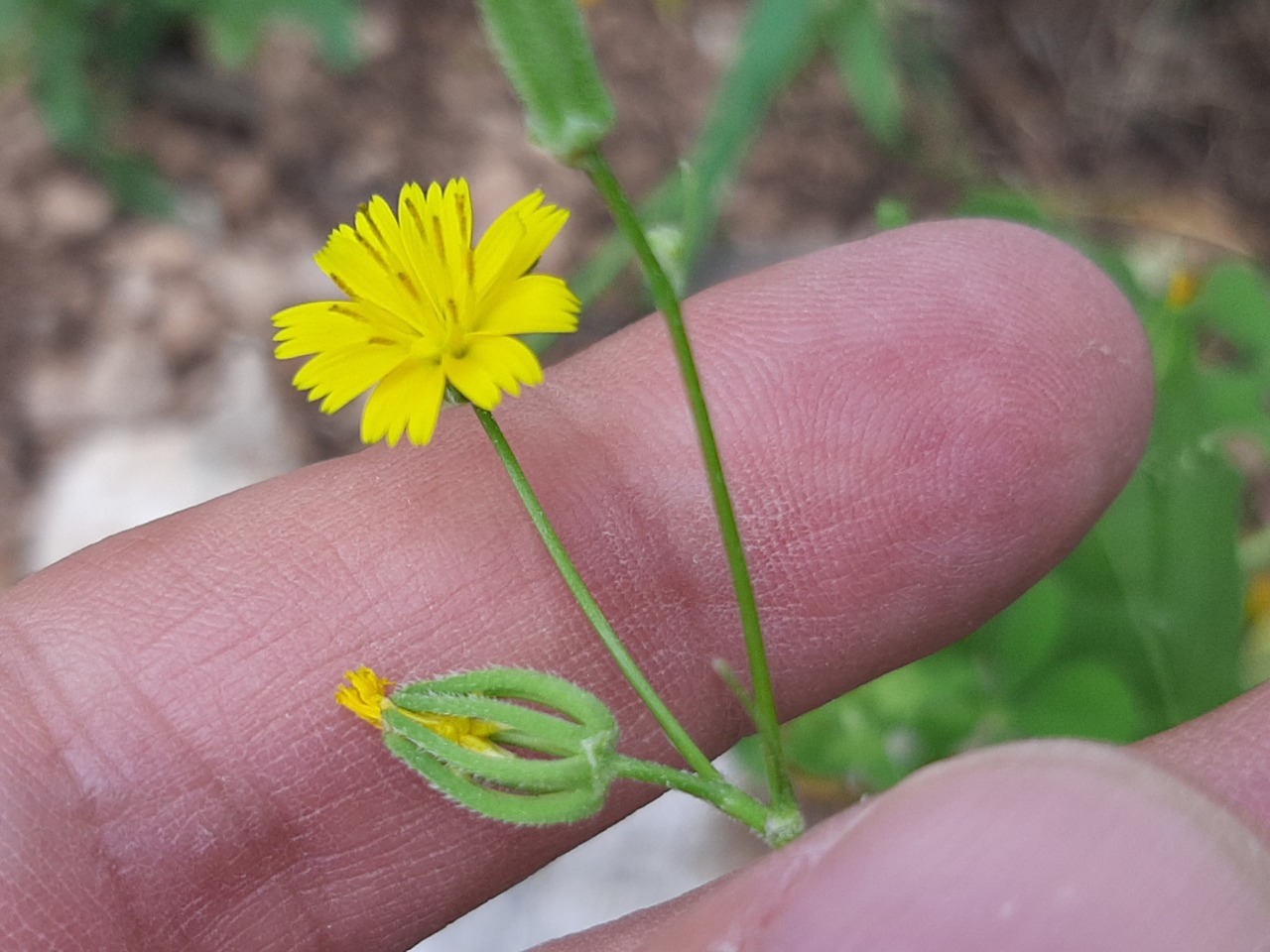 Rhagadiolus stellatus