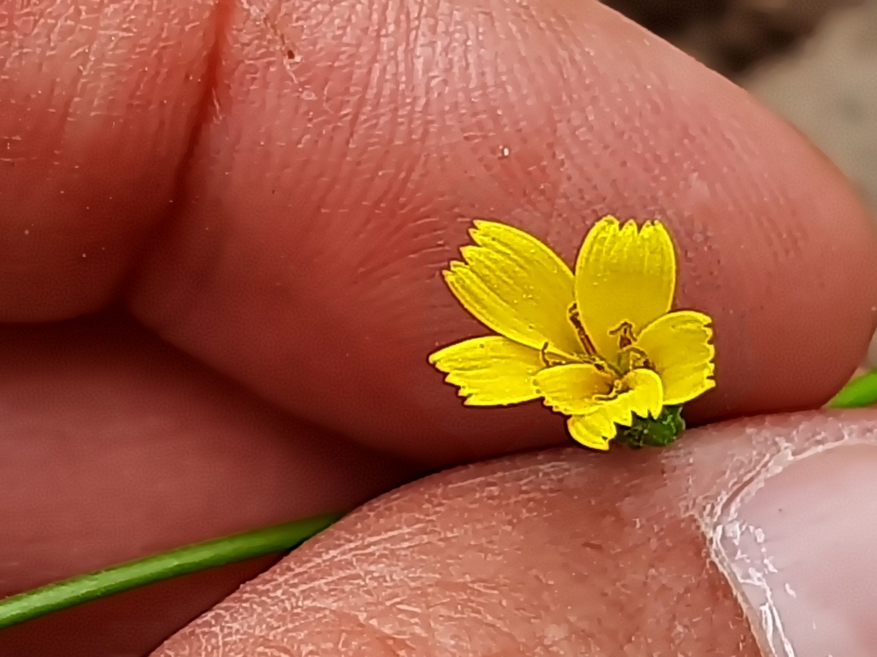 Rhagadiolus stellatus