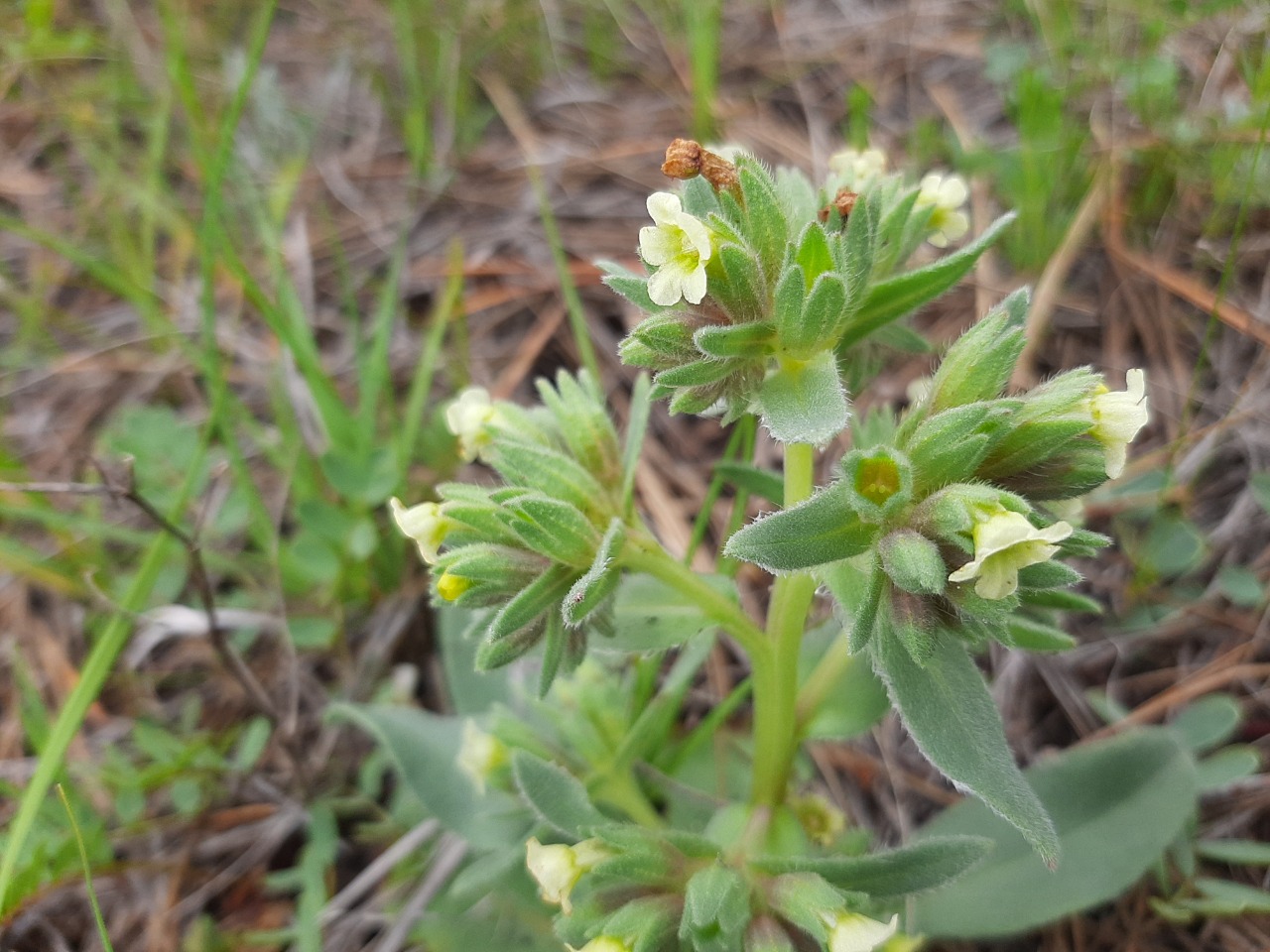 Nonea macrosperma