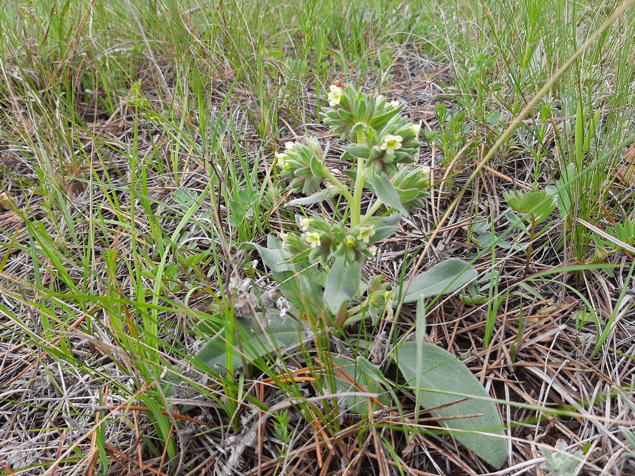 Nonea macrosperma