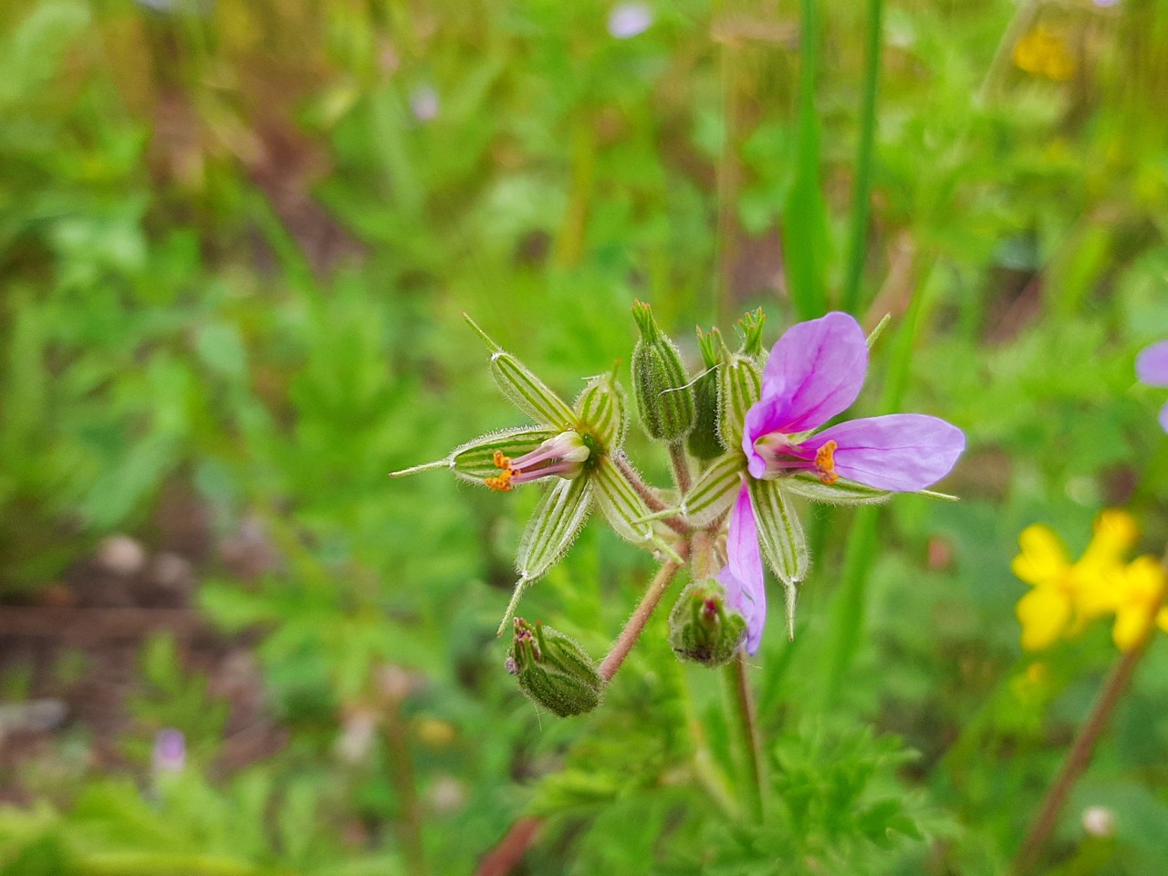 Erodium malacoides