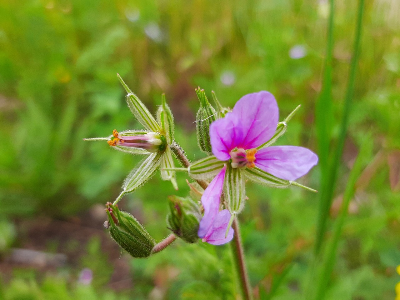 Erodium malacoides