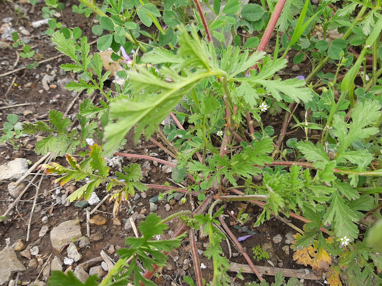 Erodium malacoides