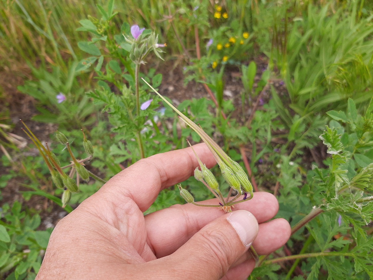 Erodium malacoides