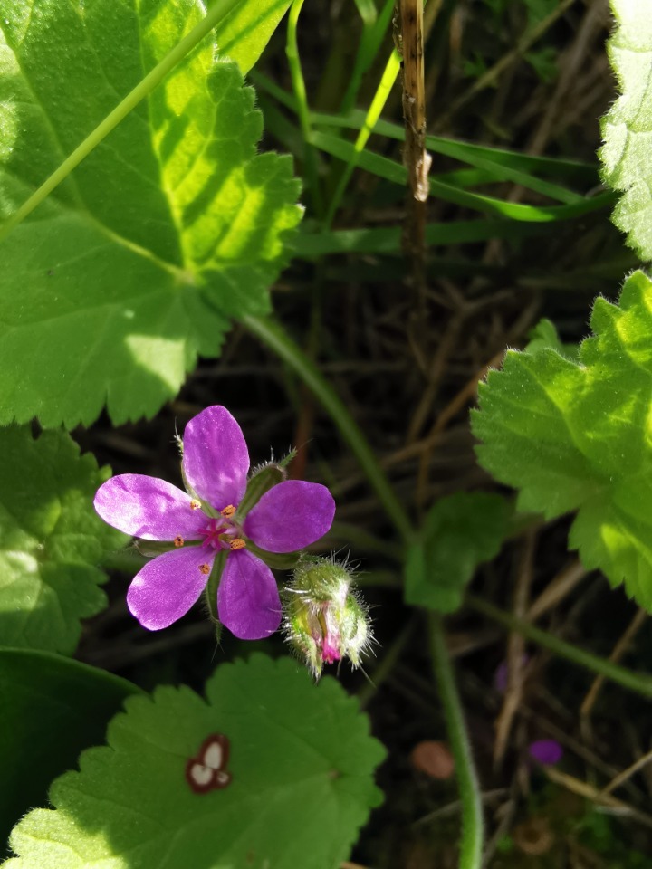 Erodium malacoides