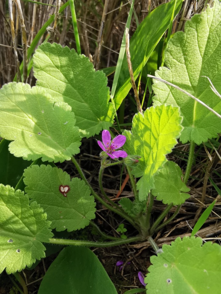 Erodium malacoides