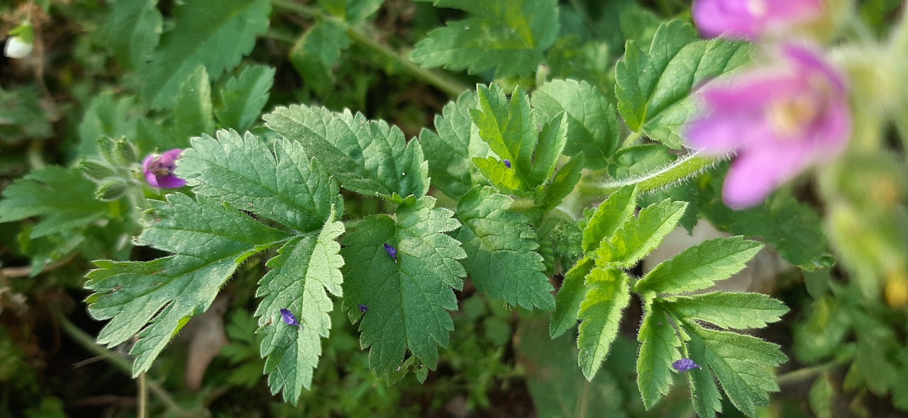 Erodium malacoides