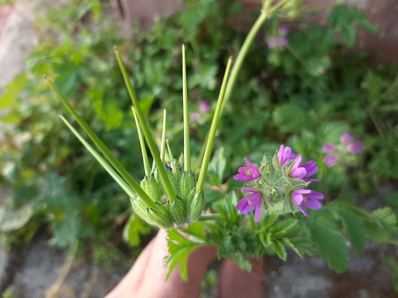 Erodium malacoides