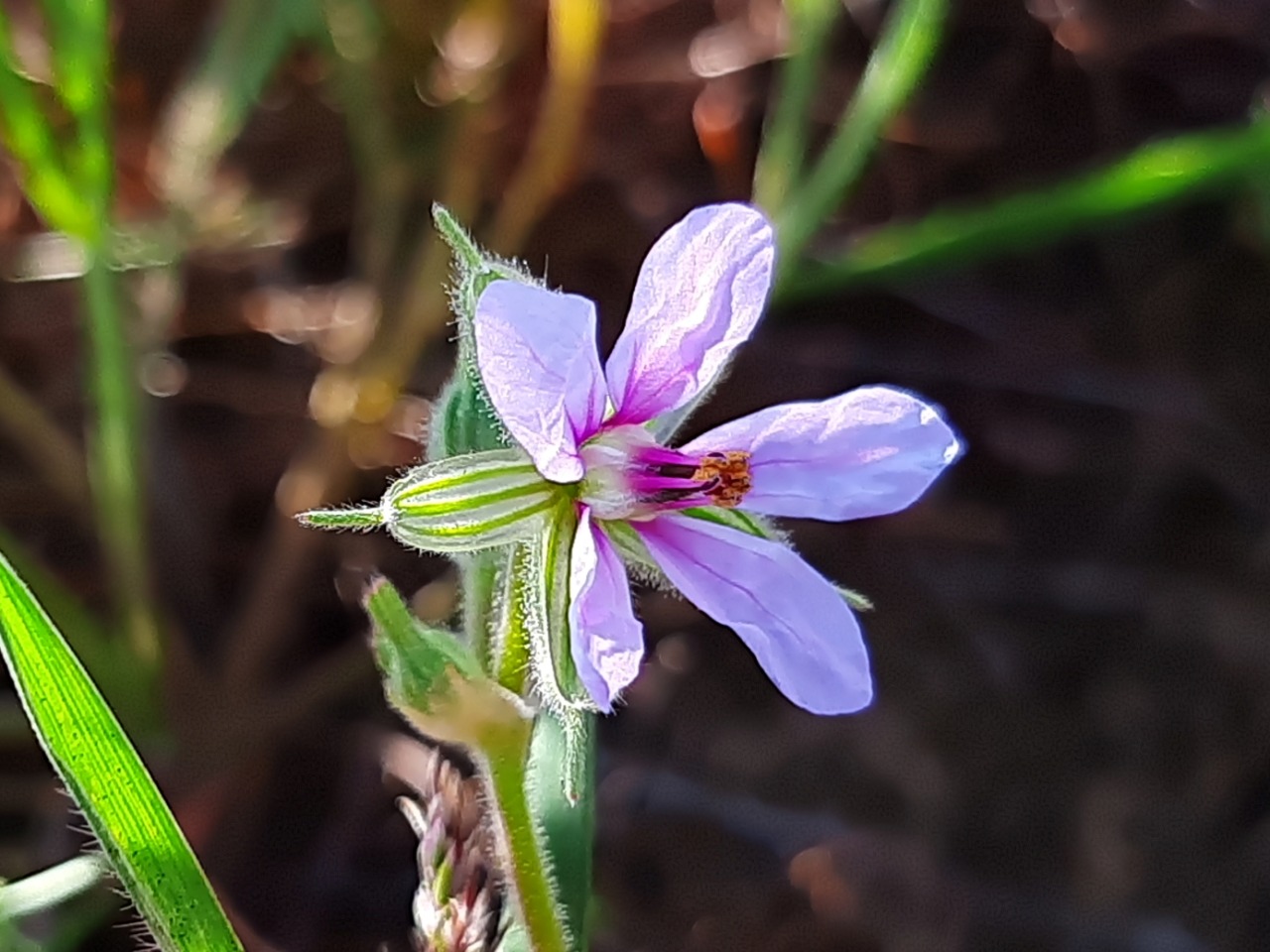 Erodium ciconium