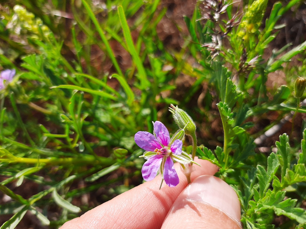 Erodium ciconium