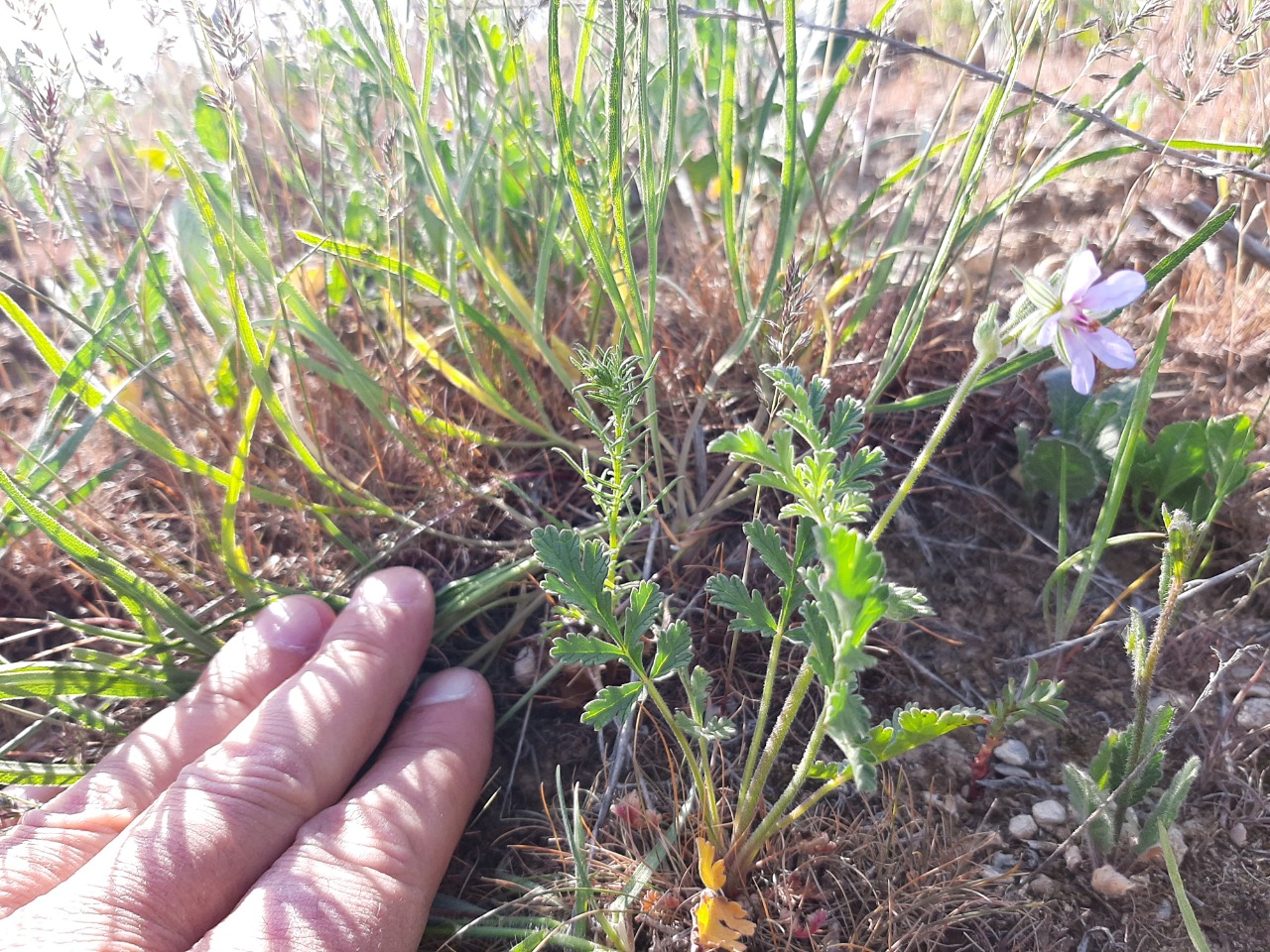 Erodium ciconium