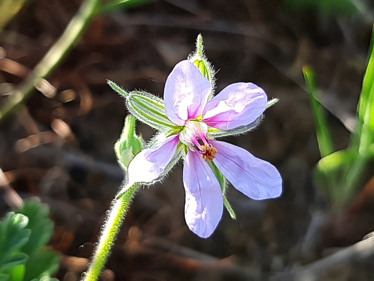 Erodium ciconium