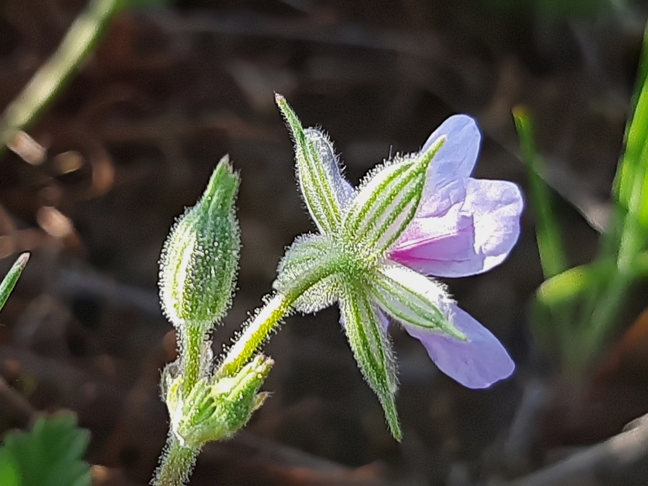 Erodium ciconium