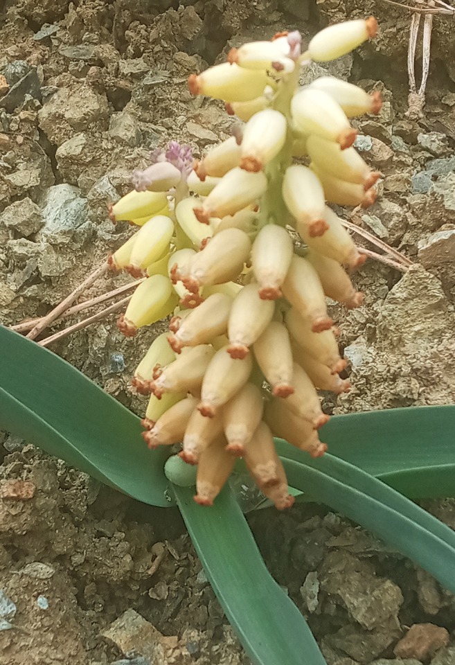 Muscari racemosum