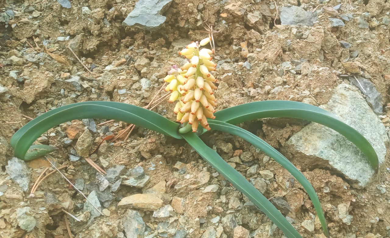 Muscari racemosum