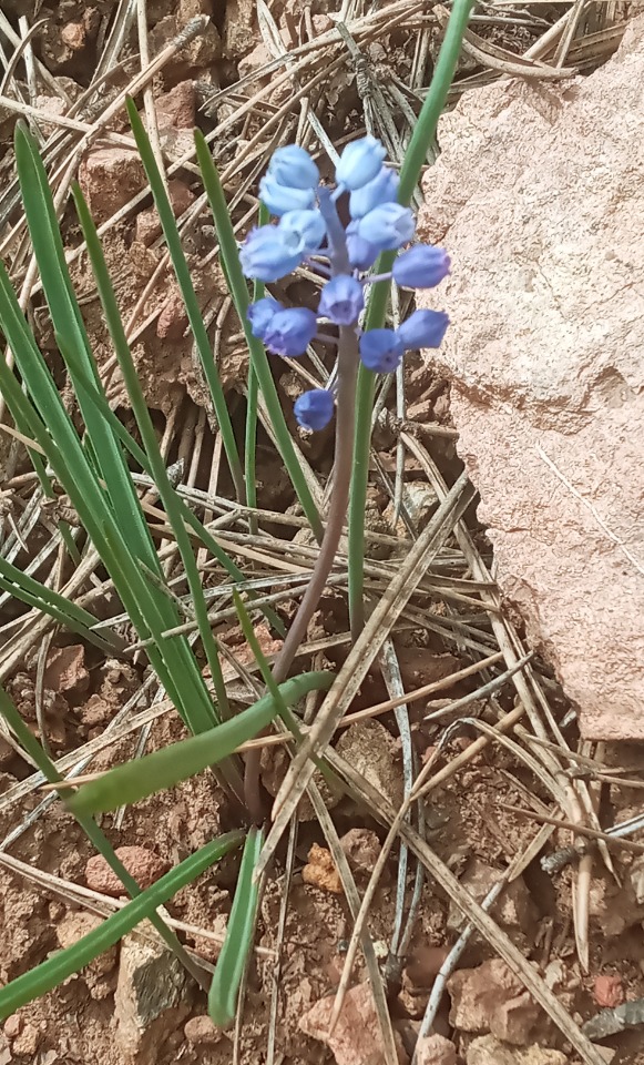 Muscari sandrasicum