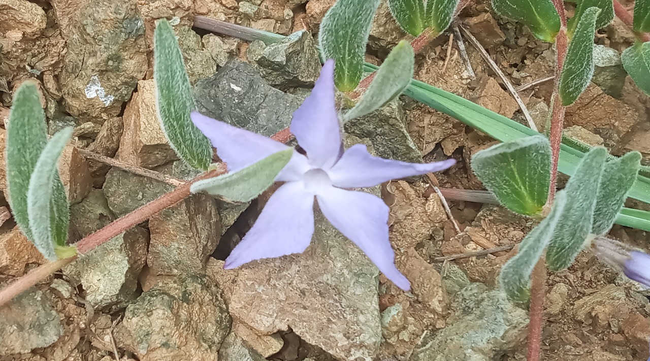 Vinca ispartensis