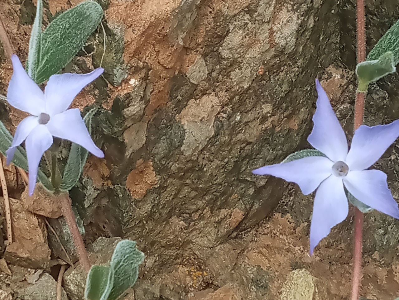 Vinca ispartensis