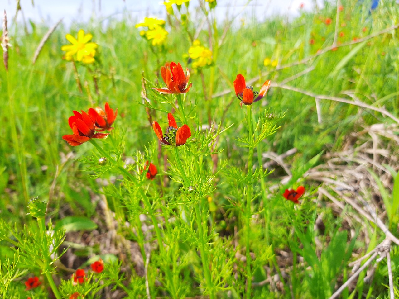 Adonis aestivalis