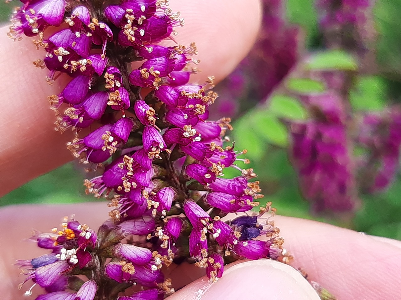 Amorpha fruticosa