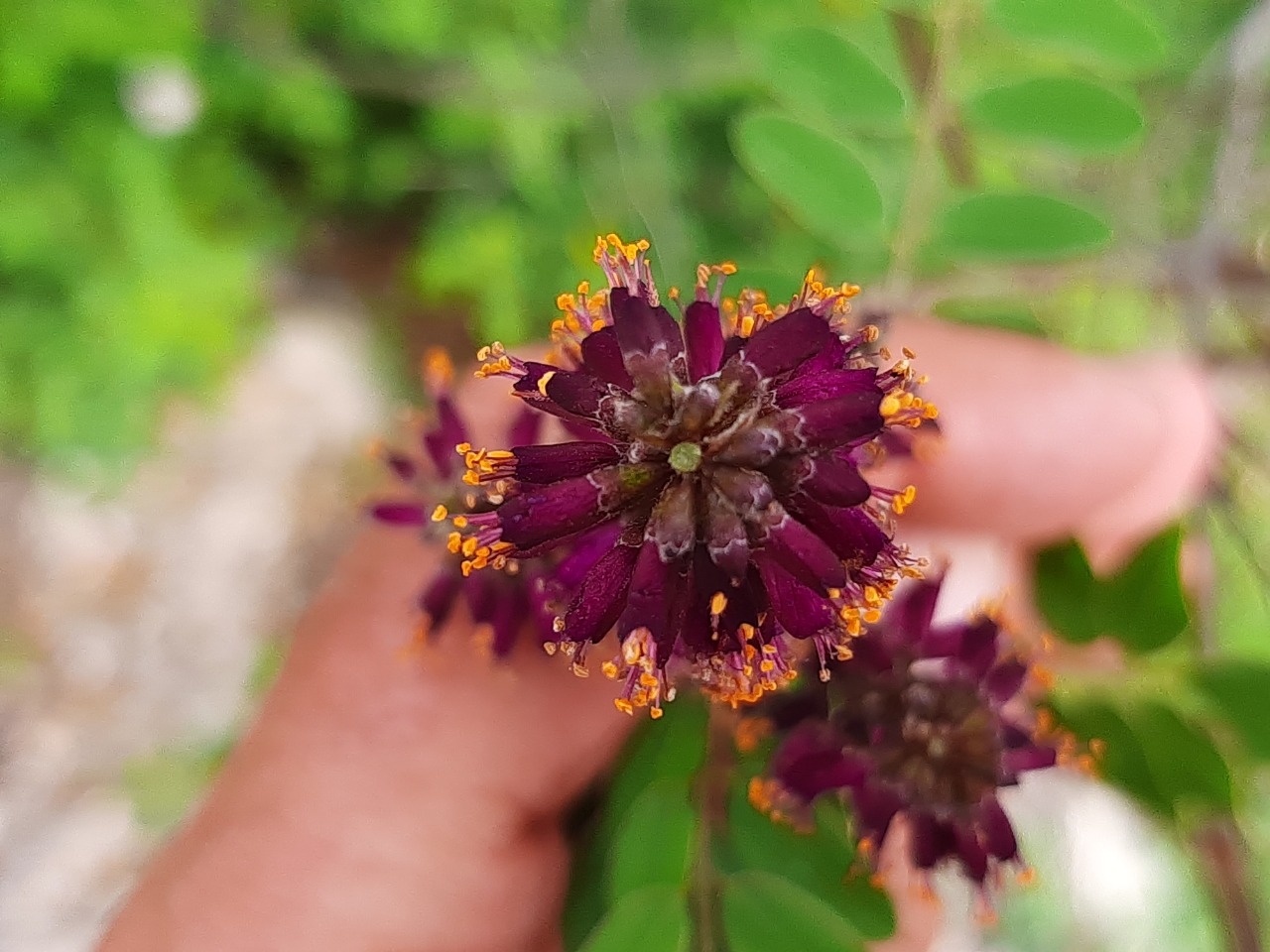 Amorpha fruticosa