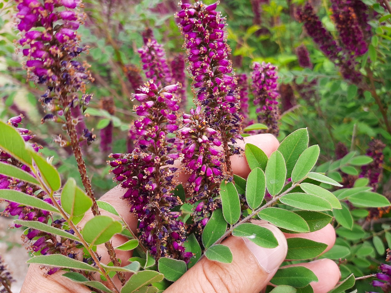 Amorpha fruticosa