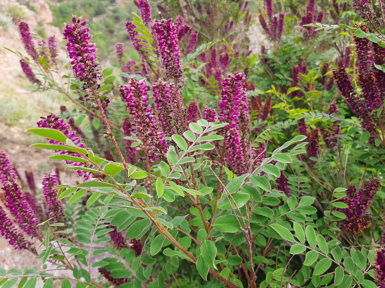 Amorpha fruticosa