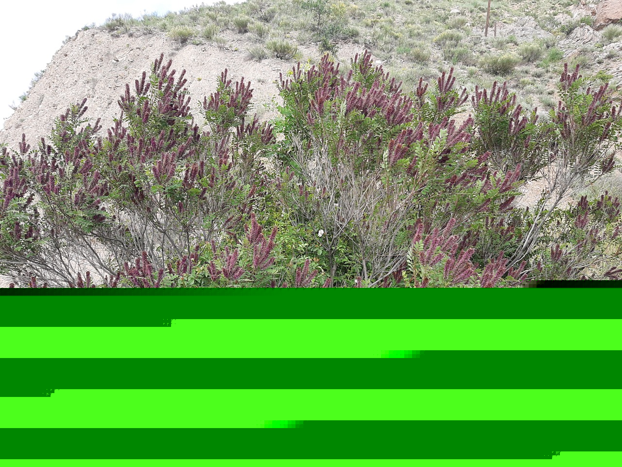 Amorpha fruticosa