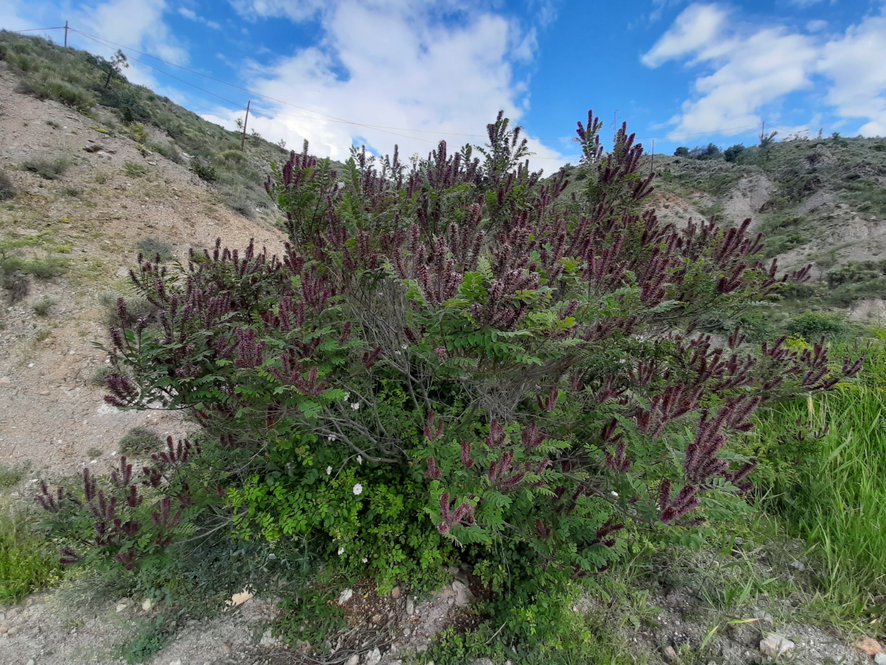 Amorpha fruticosa